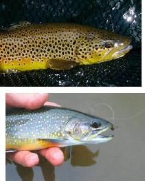 1 5 brook trout invasion sympatric year 1994 year 4 Kyllä, jossain määrin, mutta ko.