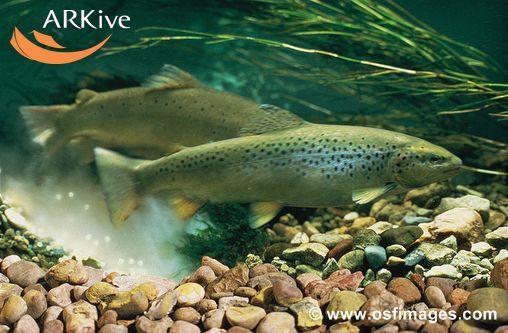 Headwaters Taimenen geneettisesti alkuperäisten populaatioiden esiintyminen Suomessa