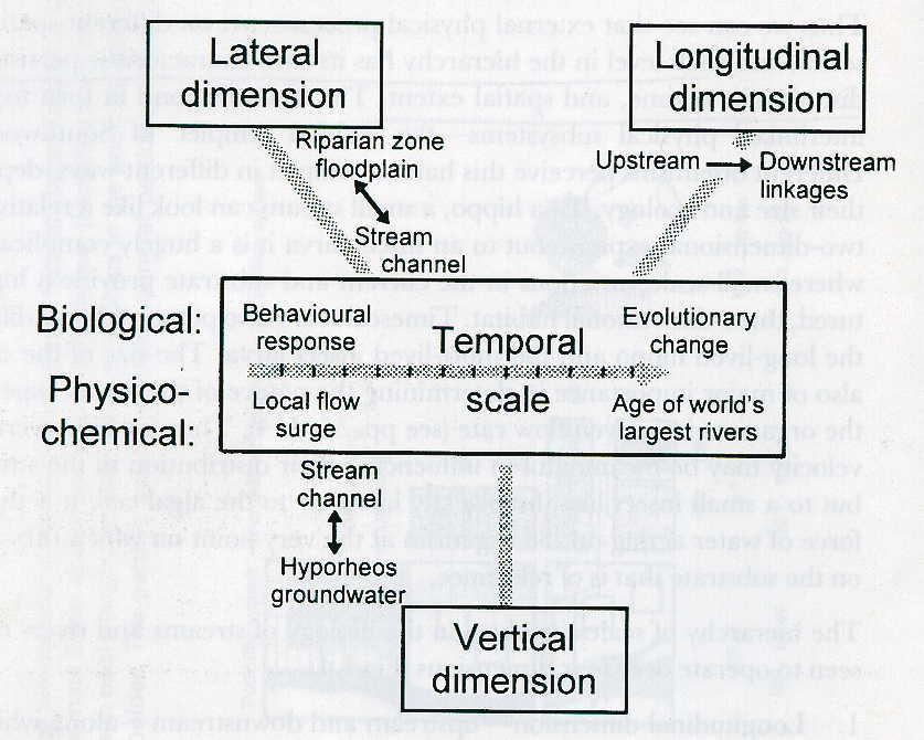 vuorovaikutus) -- vertikaalinen dimensio (hyporheos) -- ajallinen dimensio (vuodenaikais- ja vuosien välinen vaihtelu; samaan jokeen ei voi astua kahdesti ) Mitä