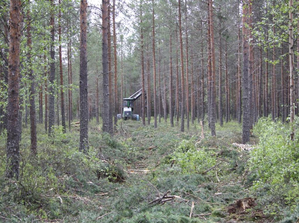 Alustuksen sisältö Miksi metsäteollisuus tarvitsee puuta tasaisena virtana?