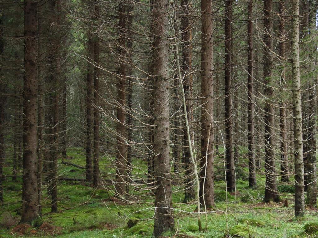 yhteistyökumppaniemme koneyrittäjien (Tähtiyrittäjien), metsänomistajien, kone- ja laitevalmistajien