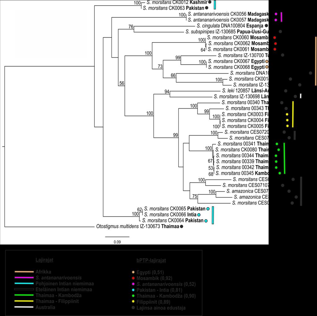 mahdollisen lajin (PDP=0,52). Loput viisi mahdollista lajia koostuivat S. morsitans - yksilöistä. Afrikkalaisista S.