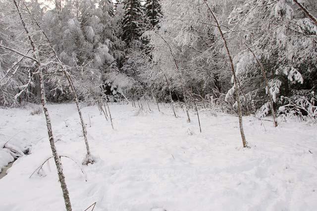 TUHOT PÄIJÄT-HÄMEESSÄ Tuhoarvioita tehtiin kaikkiaan 570 hehtaarille (119 kpl). Tuhot olivat pääosin myrsky-, hyönteis- ja hirvituhoja.