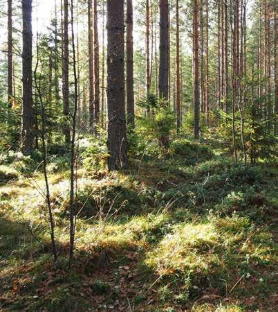 LAUANTAITANSSIT POLEENISSA la 18.11. klo 15.00 la 10.2.2018 klo 15.00 Tule verestämään tanssitaitojasi perinteisen tanssimusiikin tahdissa Poleenin aulaan.