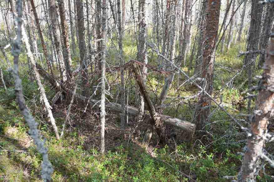 kohdalla aukko (portti) Portti, jona