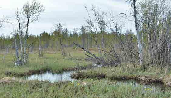 Ryhmä Pieninkä kulki eri reittiä Puroon