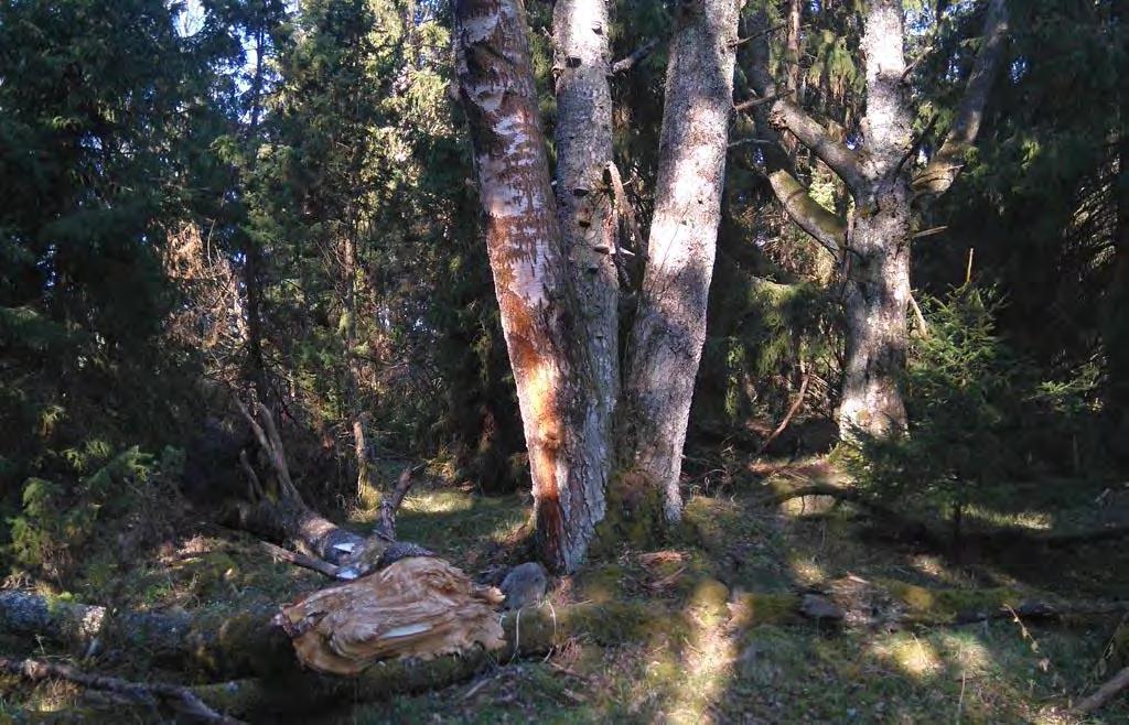 Ilmeisesti yksi entisistä suiston jokiuomista jokiuoman pohjoispuolella kuuluu suojelualueeseen, ollen hiljaksiin kasvamassa umpeen.