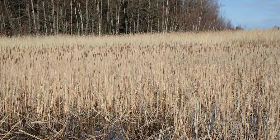 Suurimpien saarten metsät ovat suhteellisen iäkäspuustoisia ja siten arvokkaita. Niillä pesiikin ainakin yksi suojeltava laji.