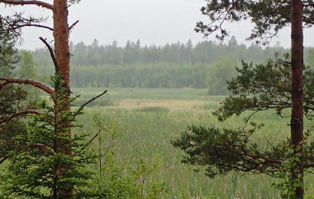 Avovetisissä uomissa esiintyy ulpukkaa, lumpeita, järvikaislaa ja ratamosarpiota. Laidoilla on pullosaran lisäksi runsaasti raatetta ja myrkkykeisoa sekä kilpukkaa, vesihernettä ja vesikuusta.