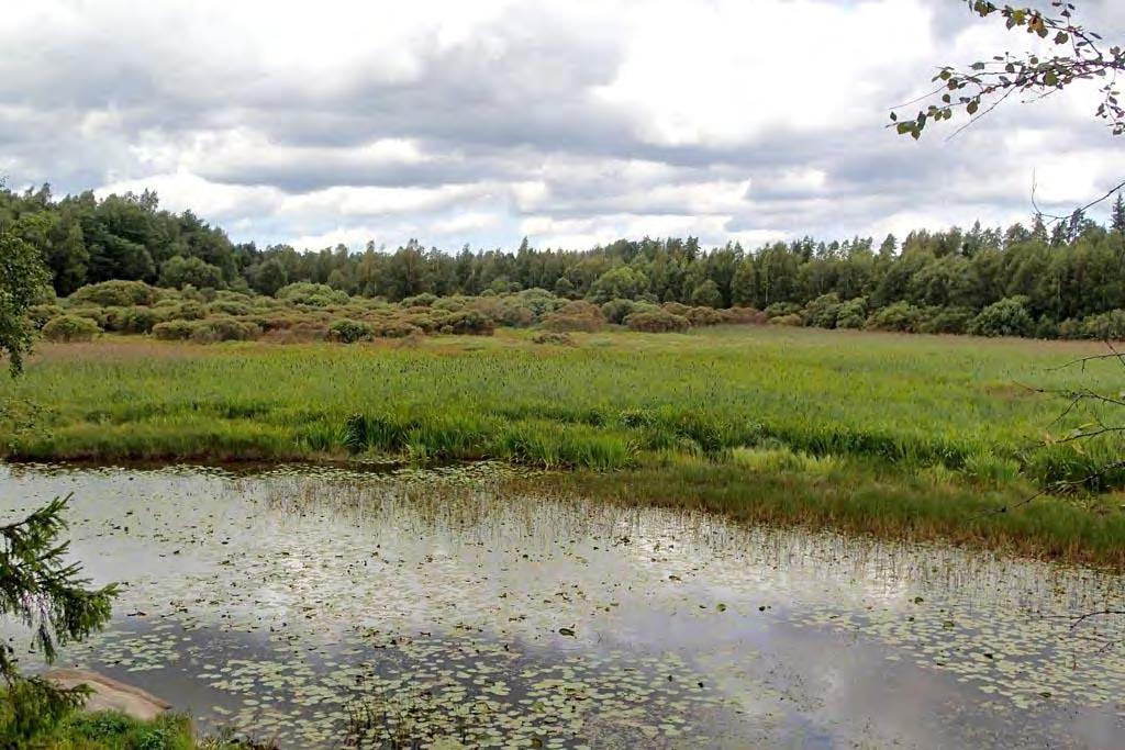Kuva: Iso-Häähäjärvi 8.8.2016 Lotta Lindholm 41. Palsanjärvi Palsanjärvi sijaitsee Kalannin kaakkoisosassa Häähän kylässä. Koisteikkoalueen veden pinta-alaa on aikoinaan laskettu.