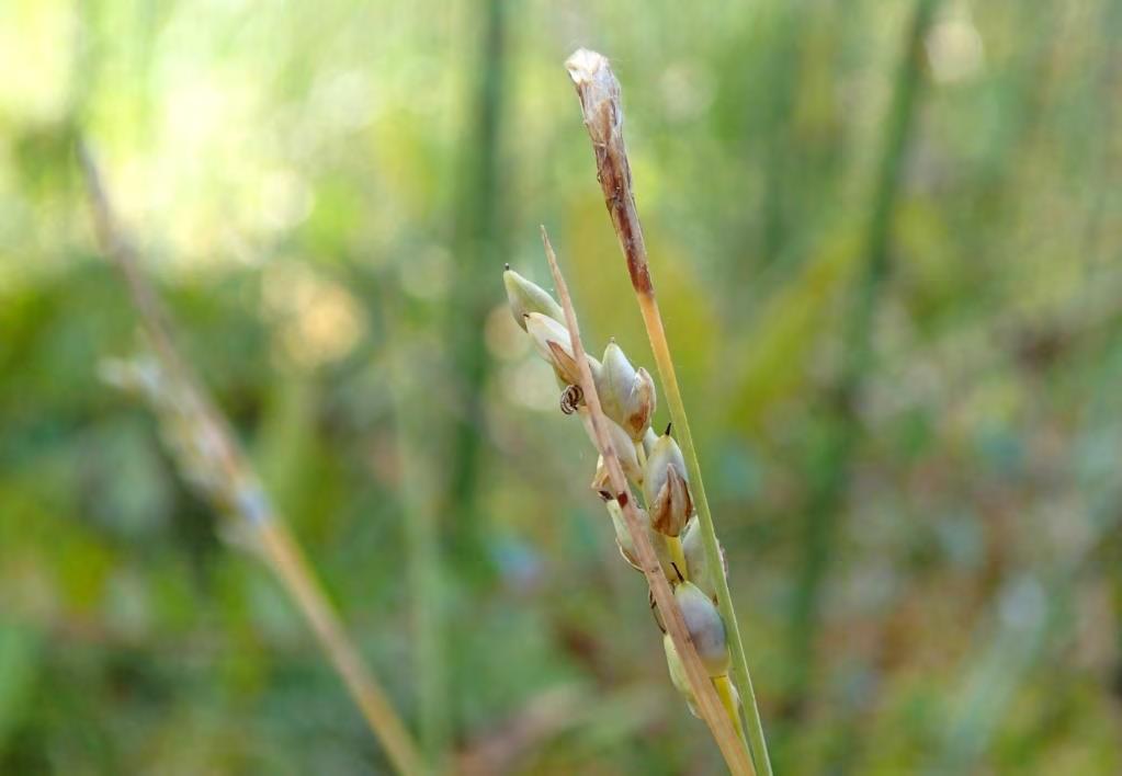 Kissankäpälä (Antennaria dioica) (NT) kasvaa Pietilän katajakedolla (kohde 3). Lajin esiintymät ovat vähentyneet. Lajin ensisijainen uhka on rehevöityminen.