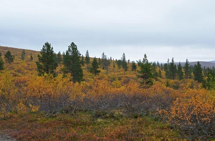 Muutokset metsänrajalla Metsänrajan siirtyessä ylemmäs puuttoman tunturipaljakan osuus tulee ennusteiden mukaan vähenemään (Moen ym.