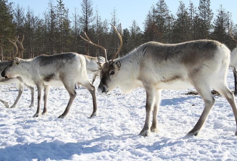 Paikallinen tieto ja tunturiluontotyyppien uhanalaisuusarviointi Poronhoitajilla on usein vuosikymmenten pituinen kokemusperäinen ja