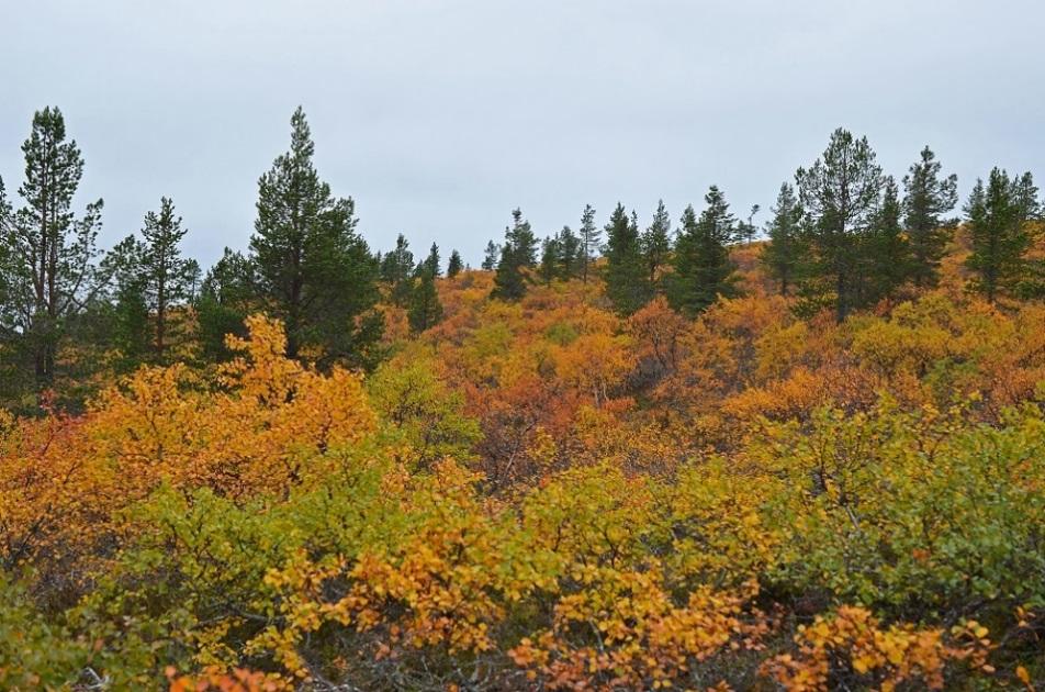 Kuinka ilmastonmuutos vaikuttaa