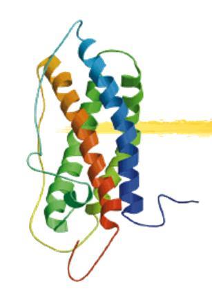 Prolaktiini - Little PRL (L-PRL) monomeric PRL, M r 23 kd - Big PRL (B-PRL) PRL bound to PRL binding protein, M r 40-60 kd - Big-big PRL (BB-PRL tai makroprolactiini) PRL- IgGkomplekti, M r 150-170