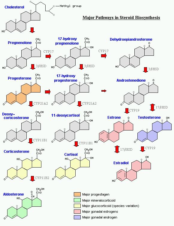 Steroidien synteesi