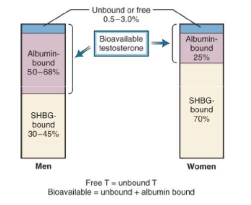 Testosteronin kuljetus verenkierrossa Testosteroni sitoutuu proteiineihin (17OHsteroidit SHBG:hen) ja vain vapaa T fraktio pääsee soluihin - n. 40 % SHBG:hen - n.