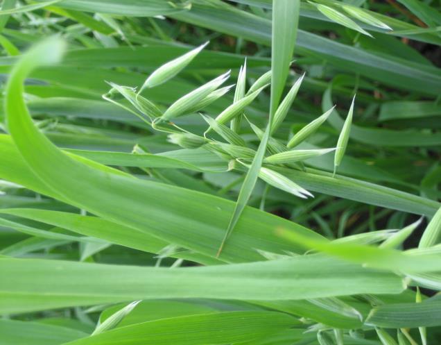 Torjunta tähkälle tulon jälkeen Vaikutukset melko vähäisiä Fusarium -tartuntaan Vuosivaihtelut suuria Lajike voi olla tärkeämpi kuin torjunta