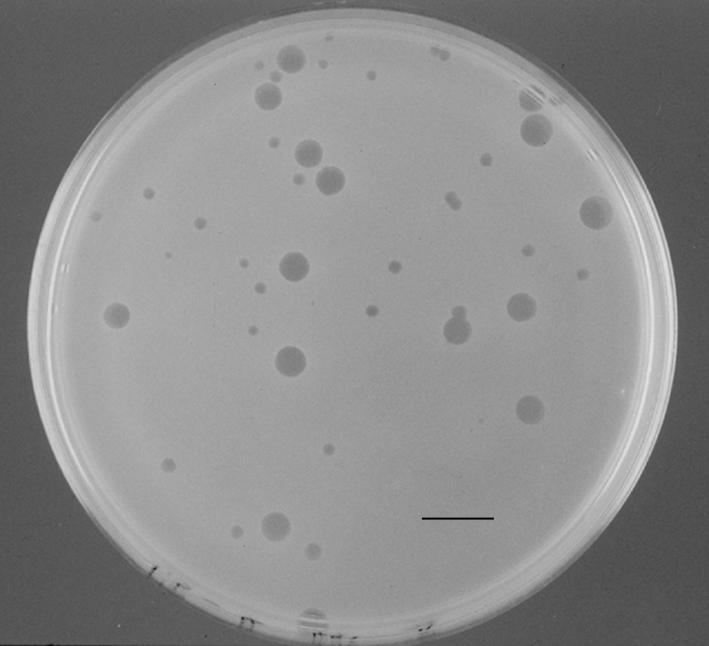 Bacteriophages Viruses