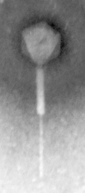 called bacteriophages