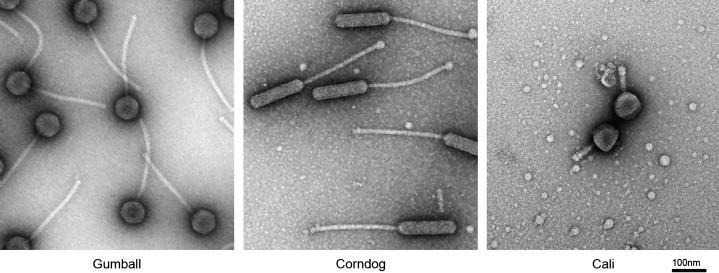Mycobacteriophages Hatfull et