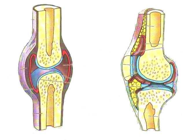 3. Rustoliitoksia (junctura cartilaginea) löytyy nikamasolmujen väliltä (välilevy, discus) ja häpyliitoksesta (symphysis pubis).