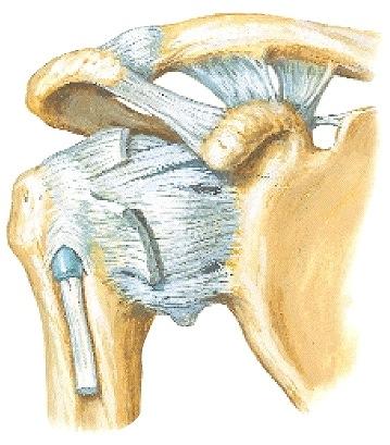 coracohumerale Lig. glenohumerale sup. M. biceps brachii, tendo M. subscapularis, tendo Lig. glenohumerale medius Lig.