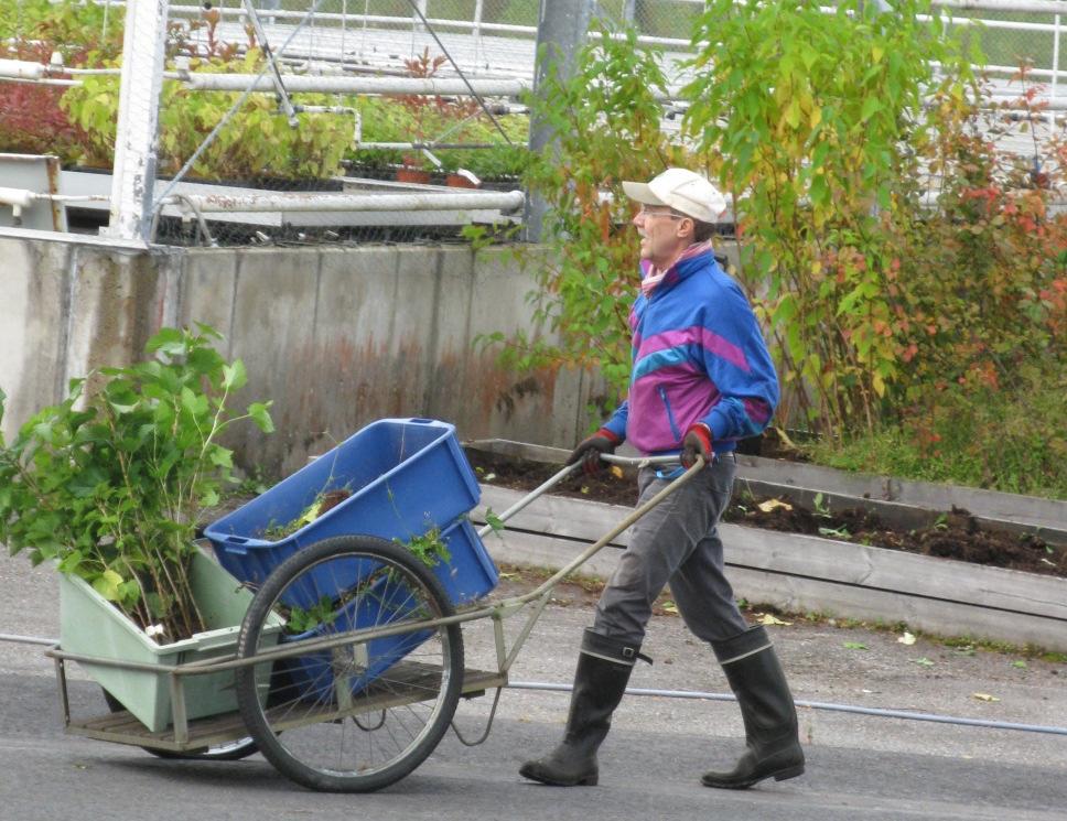 puutarhaterapiaan (horticultural therapy HT).