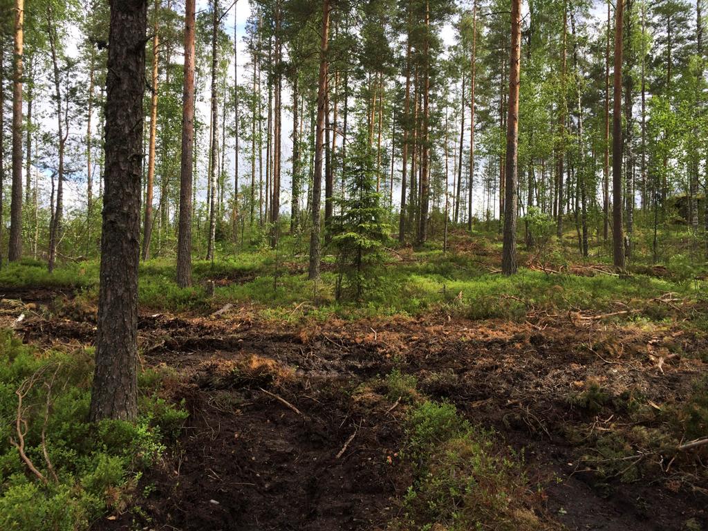 2 1.4 Luonto Palosen saareen suunnitelluille rakentamisalueille tehtiin luontoselvitys 25.6.2015.