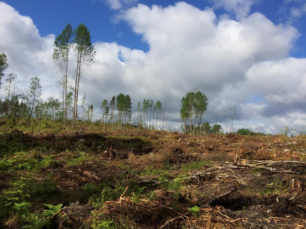 3 kasvillisuutta mm. pullosaraa, järviruokoa, rentukkaa ja korpikastikkaa. Rantapuustossa on mm. tervaleppää ja paatsamaa.