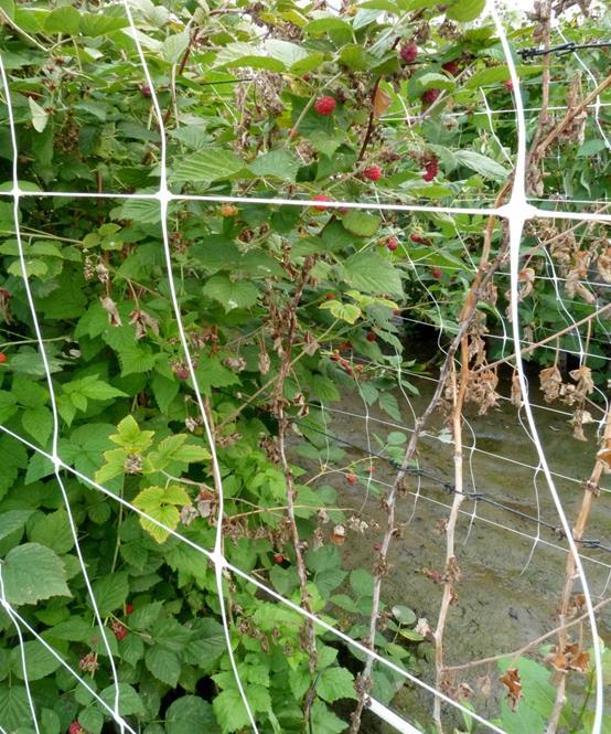 VADELMAN JUURILAHO TUNNELEISSA Vadelman juurilaho (Phytophthora rubi), mansikan punamädän lähisukulainen Kulkeutuu helposti taimien mukana, säilyy maassa pitkään, leviää maa-aineksen ja veden mukana