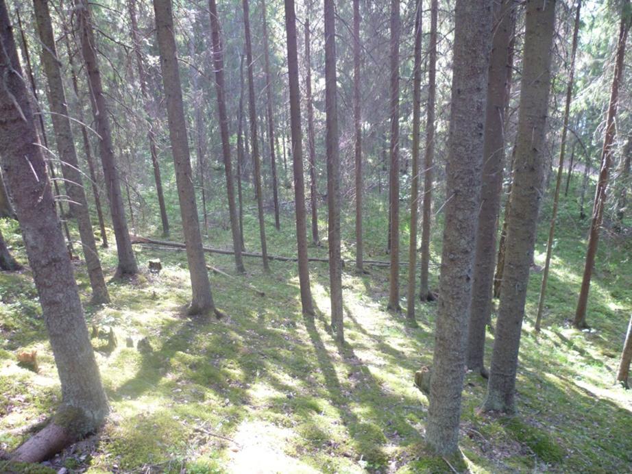 KASVILLISUUS Pohjoisrinne Parkinmäen harjun pohjoisrinne on etelärinteitään varjoisampi, viileämpi ja kosteampi, sekä kasvillisuudeltaan melko vähälajinen.