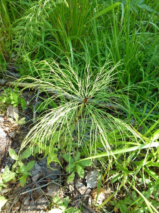 Kallioimarre (Polypodium