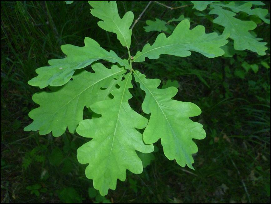 Tammi (Querqus robur)