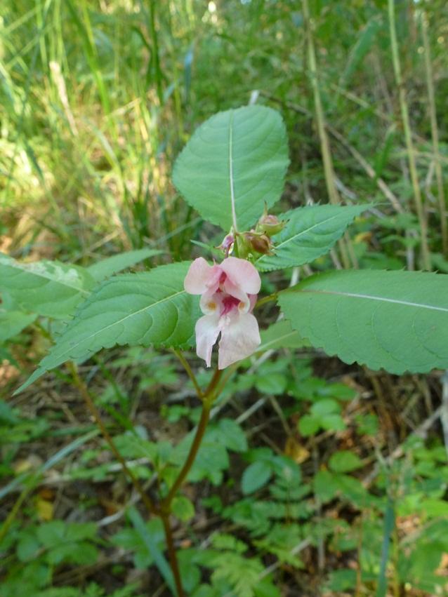 siperianhernepensas