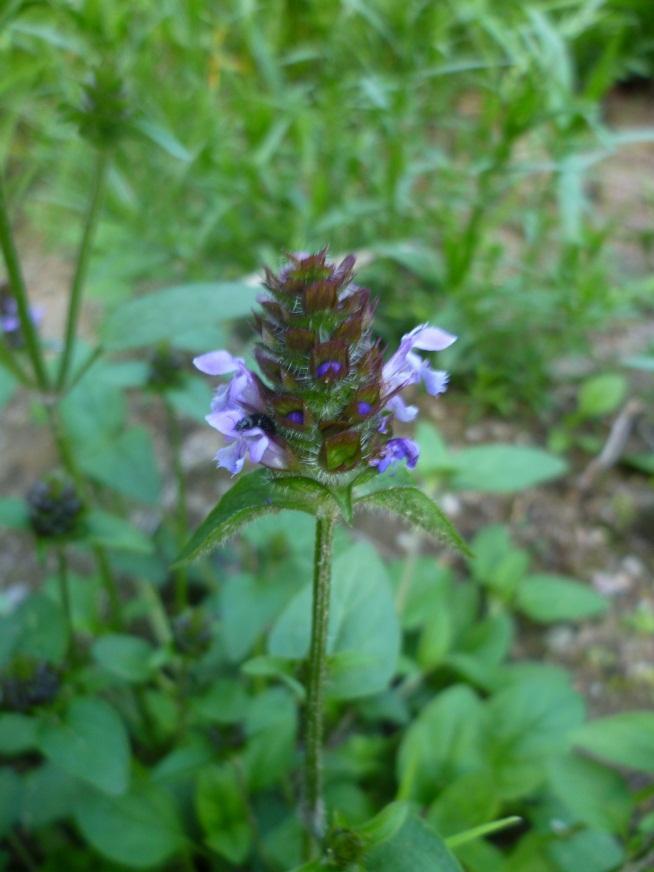 (Lysimachia vulgaris)