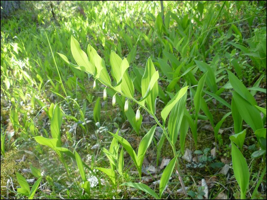 Kalliokielo (Polygonatum