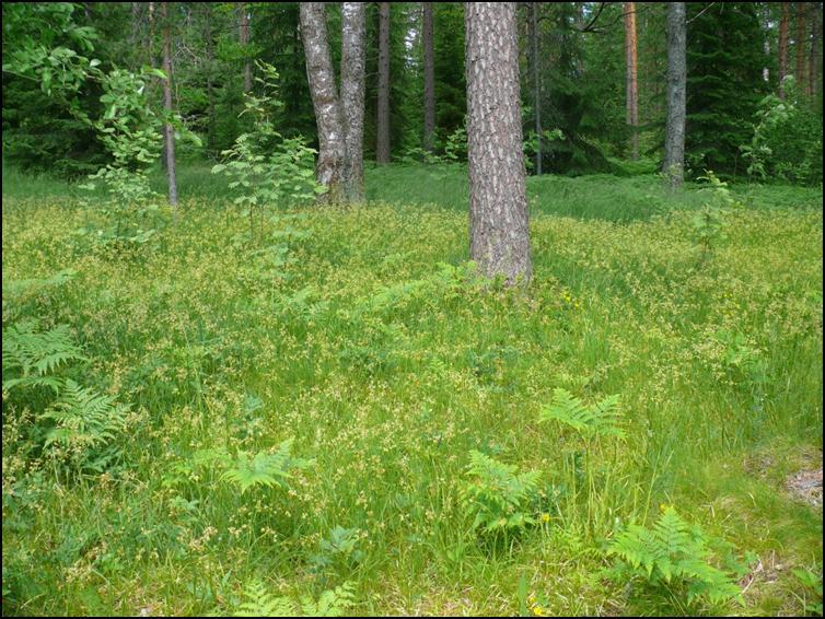 Näkymä Hovin kuistilta järven suuntaan voidaan avata etenkin kuusia ja taimikkoa poistamalla. Harjukasveista varsinkin kangasvuokko hyötyy valon lisääntymisestä.