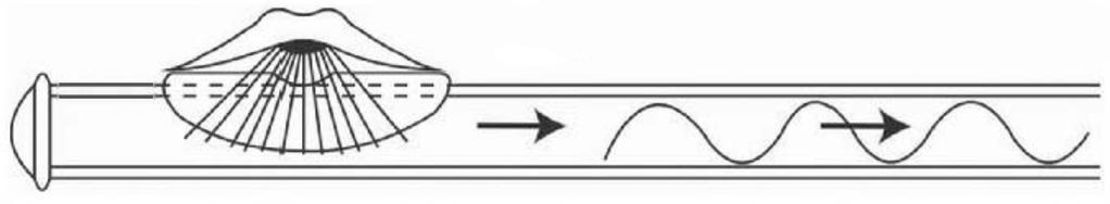 Ääni syntyy, kun ilmavirta osuu ääniaukon reunaan ja ilmapatsas huilun sisällä alkaa värähdellä (kuva 23). Kuva 23: Äänen tuottaminen huilussa. [4] 3.2.2 Ääniaallot putkessa Kun pitkittäiset aallot etenevät putkessa, ne heijastuvat putken päästä.