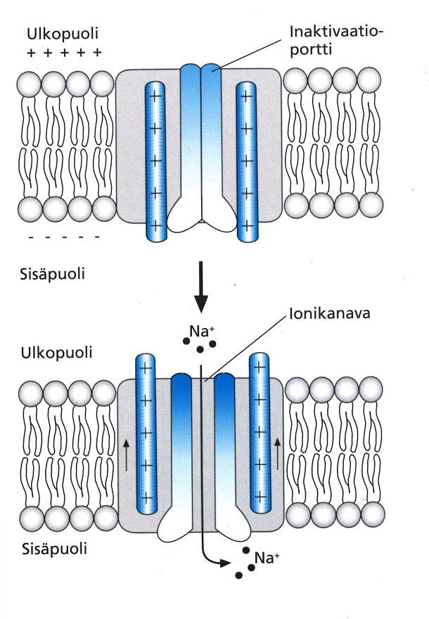 Tehtävä 15. Kuvassa on kaavakuva Na + -kanavan aukeamismekanismista. Valitse tekstistä ympyröimällä tummennetuista ja alleviivatuista oikea vaihtoehto. (2p) s.179, s.