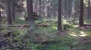 1990-luvulla asukkaat halusivat suojella metsää kaikenlaisilta hakkuilta ja myös metsänhoidolta. Sen vuoksi alueella on tehty vain vähäistä nuoren alikasvoskuusikon sekä vaarallisten puiden poistoa.