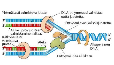 - nukleotidit muodostavat uudet juosteet alkuperäisten templaattien rinnalle DNA-polymeraasin avulla -