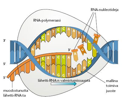 1. Jäljentäminen eli transkriptio: tumassa DNA:n koodaava juoste = geeni toinen juoste toimii mallijuosteena RNA-polymeraasi entsyymi liittää