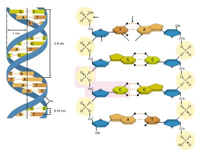 dna koostuu nukleotideista, jotka sisältävät deoksiriboosin, fosfaatin ja