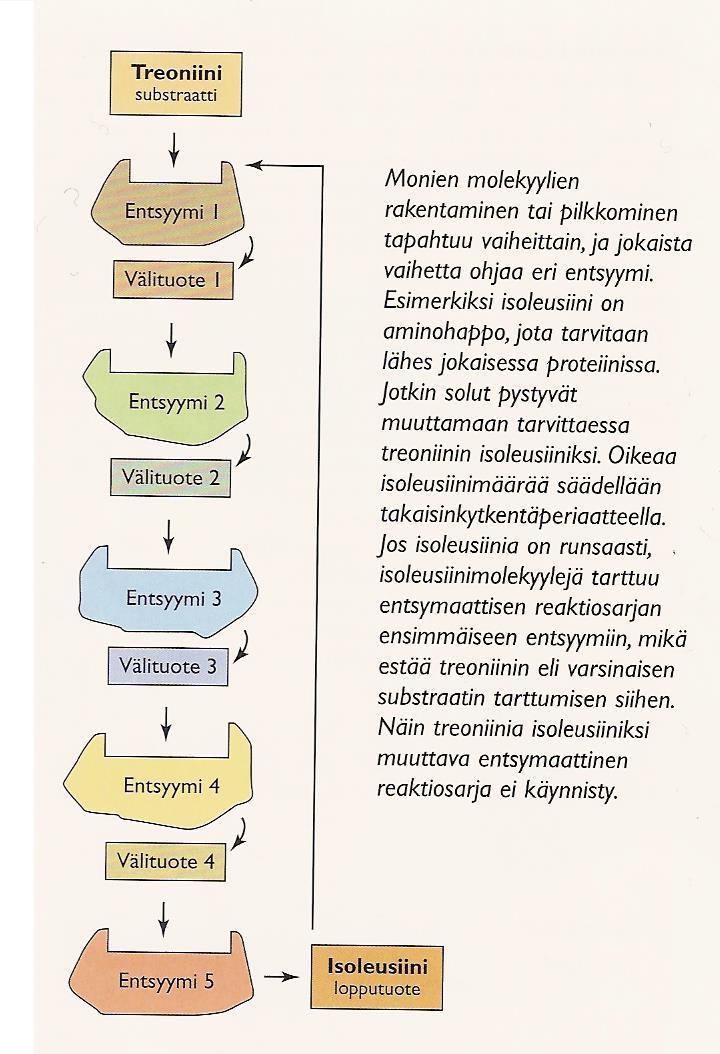 - entsyymin vaikutus