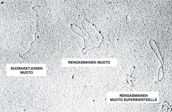 plasmidit ovat pieniä dna:ta sisältäviä