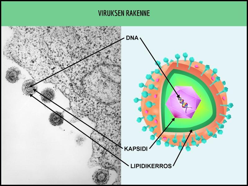 sienisoluissa dna-virukset: 1- tai 2-