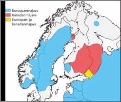 n n n Toissijaisena keinona ohjelmassa esitetään harkittavaksi euroopanmajavan siirtoistutuksia, uusien populaatioiden perustamiseksi tai nykyisten vahvistamiseksi.