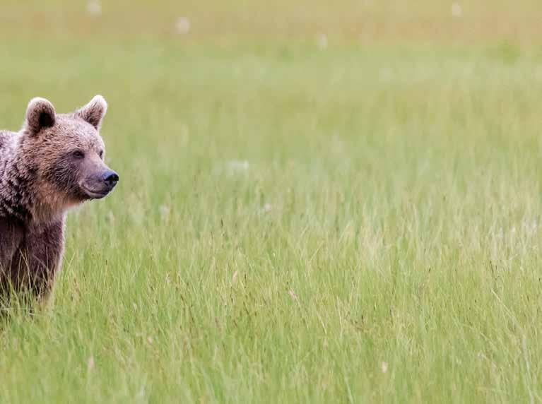 tietojen lisäksi Metsähallituksen tekemiin reittilaskentoihin. Viime aikoina kanta-arviomenetelmien avuksi on otettu käyttöön DNA-pohjainen arviointimenetelmä.