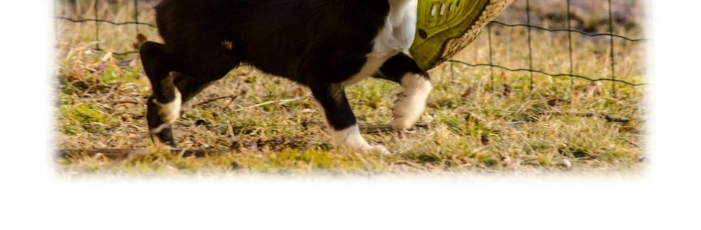 Lisäksi joukkueeseen voidaan valita varakoiriksi yksi alempien ja yksi ylempien luokkien koira. RKS:n joukkueeseen haluavia koirakoita pyydetään ilmoittautumaan sähköpostilla toko@rks.fi.